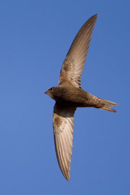 Common Swift (Apus apus)