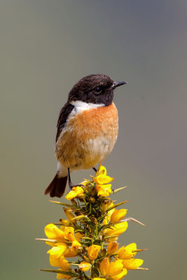 European Stonechat (Saxicola rubicola) 