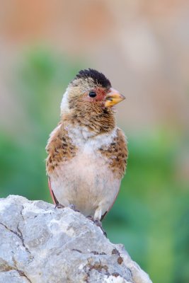 Asian Crimson-winged Finch (Rhodopechys sanguineus)