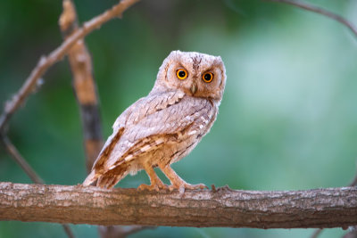Pallid Scops Owl (Otus brucei)