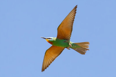 Blue-cheeked Bee-eater (Merops persicus)