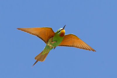 Blue-cheeked Bee-eater (Merops persicus)