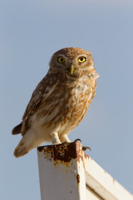 Little Owl (Athene noctua)