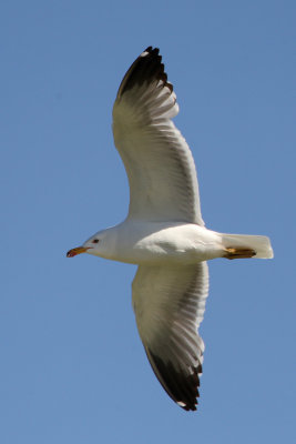 Armenian Gull (Larus armenicus)