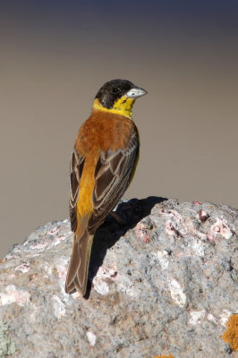 Black-headed Bunting (Emberiza melanocephala)