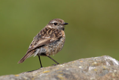 European Stonechat (Saxicola rubicola) 