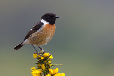 European Stonechat (Saxicola rubicola) 