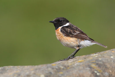 European Stonechat (Saxicola rubicola) 