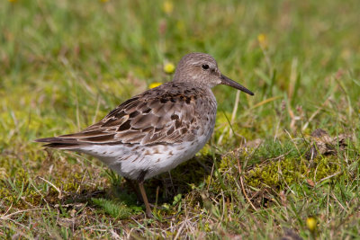 White-rumped Sandpiper (Calidris fuscicollis)