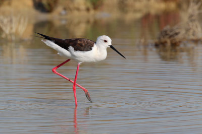 Black-winged Stilt (Himantopus himantopus)