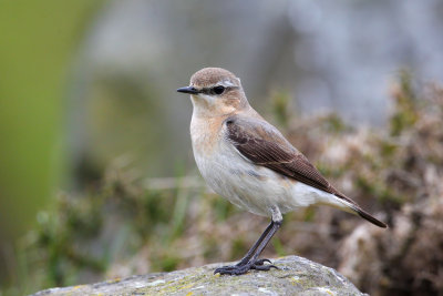 Northern Wheatear (Oenanthe oenanthe) ssp. oenanthe