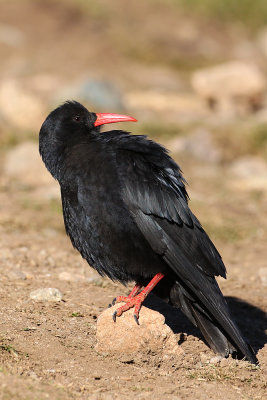 Red-billed Chough (Pyrrhocorax pyrrhocorax)