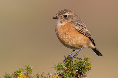 European Stonechat (Saxicola rubicola) 