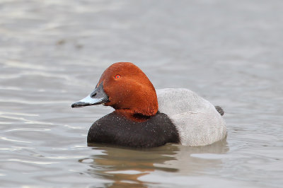 Common Pochard (Aythya ferina)