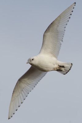 Ivory Gull - East Yorkshire