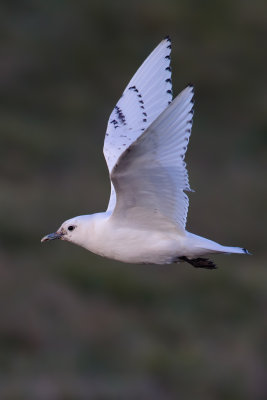Ivory Gull (Pagophila eburnea)