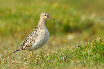 Buff-breasted Sandpiper - (Calidris subruficollis)