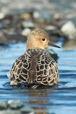 Buff-breasted Sandpiper - (Calidris subruficollis)