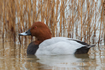 Common Pochard (Aythya ferina)