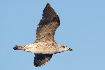 Lesser Black-backed Gull (Larus fuscus)