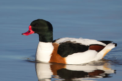 Common Shelduck (Tadorna tadorna)