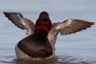 Common Pochard (Aythya ferina)