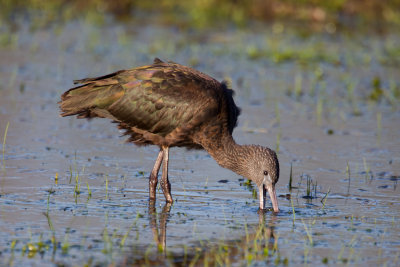 Glossy Ibis (Plegadis falcinellus)