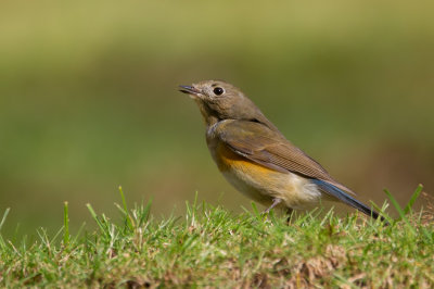 Red-flanked Bluetail - South Gloucestershire.