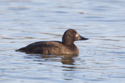 Velvet Scoter (Melanitta fusca)