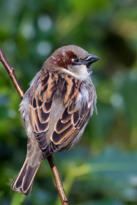 House Sparrow (Passer domesticus)