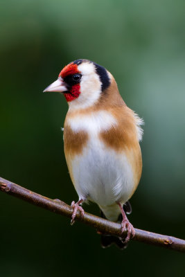 European Goldfinch (Carduelis carduelis)