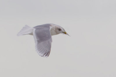 Kumlien's Gull (Larus glaucoides kumlieni)