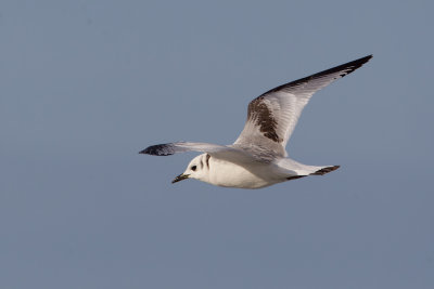 Black-legged Kittiwake (Rissa tridactyla)