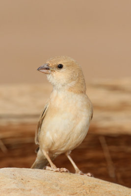 Desert Sparrow (Passer simplex)