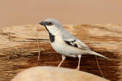 Desert Sparrow (Passer simplex)