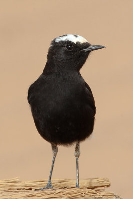 White-crowned Black Wheatear (Oenanthe leucopyga)