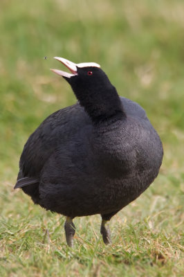 Eurasian Coot (Fulica atra)