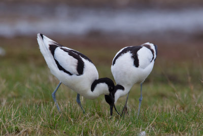 Pied Avocet (Recurvirostra avosetta)