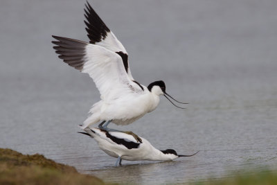 Pied Avocet (Recurvirostra avosetta)
