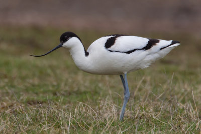 Pied Avocet (Recurvirostra avosetta)
