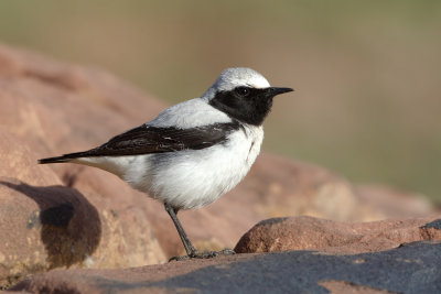 Seebohm's Wheatear (Oenanthe seebohmi)