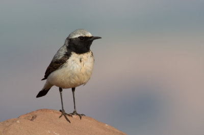 Seebohm's Wheatear (Oenanthe seebohmi)