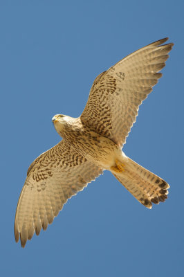 Lesser Kestrel (Falco naumanni)