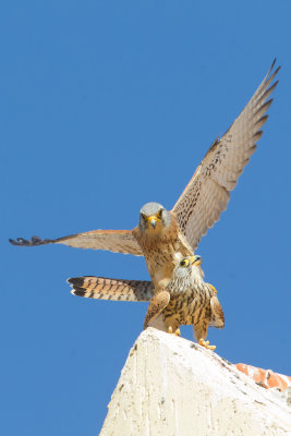 Lesser Kestrel (Falco naumanni)