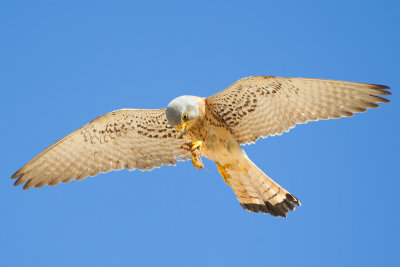 Lesser Kestrel (Falco naumanni)