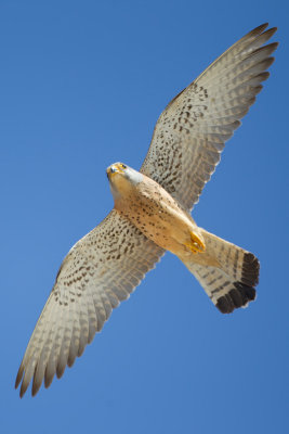 Lesser Kestrel (Falco naumanni)