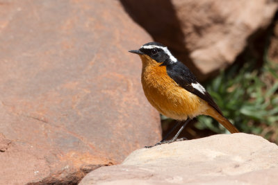 Moussier's Redstart (Phoenicurus moussieri)