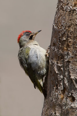 Levaillant's Green Woodpecker (Picus vaillantii)