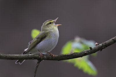 Wood Warbler (Phylloscopus sibilatrix)