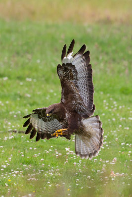 Common Buzzard (Buteo buteo)